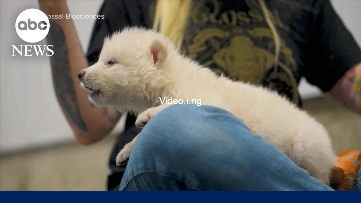 After 12000 years american biotech company says it has brought an animal back from extinction for the first time photos video