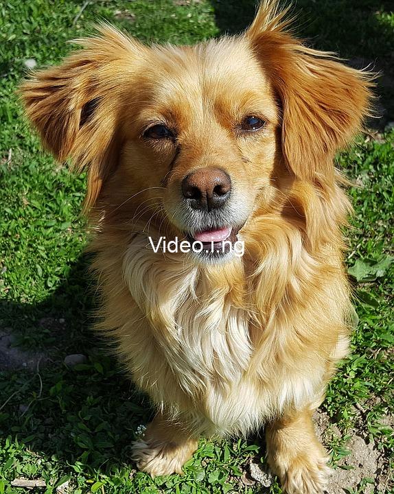 Dog race all active codes july 2026 get free potions and more
